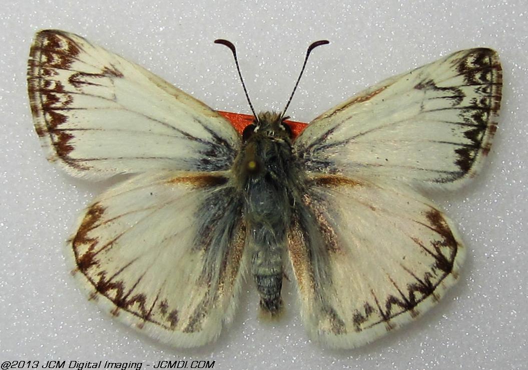 Unidentified Skipper